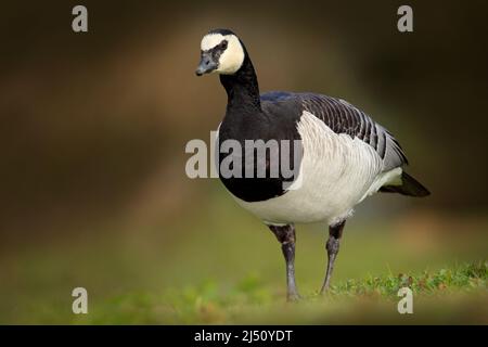 Barnacle Goose, Branta leucopsis, Francia. Uccello nell'erba. Fauna selvatica scena dalla natura. Uccello che alimentano erba. Uccello bianco e nero, fauna selvatica Europa. Foto Stock