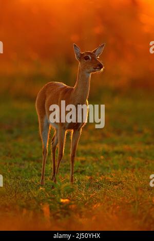 Fauna selvatica scena dalla natura. Cervi, habitat naturale. Fauna selvatica Brasile. Tramonto nella foresta. Cervo da sera con retroilluminazione. Pampas Deer, Ozotoceros bezoarticus, Sit Foto Stock