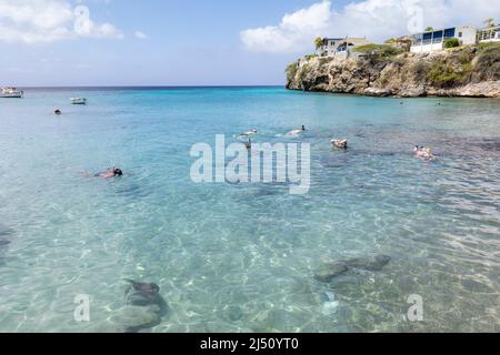 Snorkeling con le tartarughe marine e i pellicani a Playa grandi (Playa Piscado) sull'isola caraibica di Curacao Foto Stock
