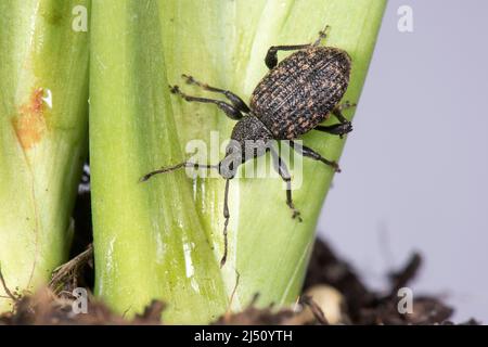 Un adulta vitigno (Otiorhynchus sulcatus) un polifago di piante da giardino e di casa, Berkshire, marzo Foto Stock