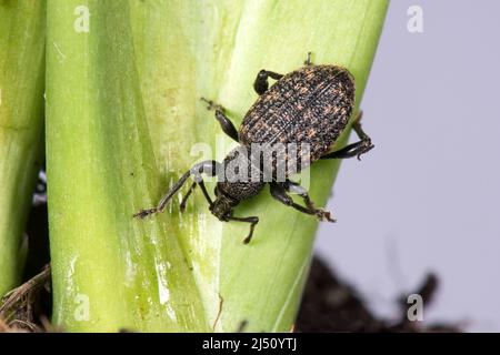 Un adulta vitigno (Otiorhynchus sulcatus) un polifago di piante da giardino e di casa, Berkshire, marzo Foto Stock