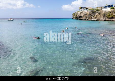 Snorkeling con le tartarughe marine e i pellicani a Playa grandi (Playa Piscado) sull'isola caraibica di Curacao Foto Stock