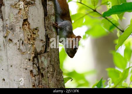 Primo piano di uno scoiattolo sull'albero Foto Stock