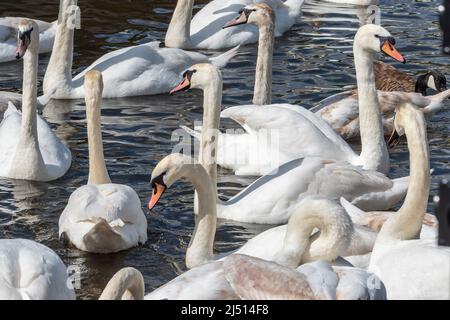 Una bevia o un gregge di cigni. Foto Stock