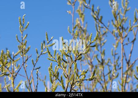 capra willow femmina catkins su sfondo cielo blu closeup fuoco selettivo Foto Stock