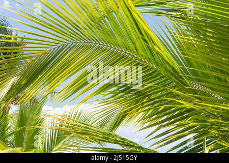 Palme contro il cielo blu, Doctor's Cave Beach, Montego Bay, St James Parish, Giamaica, Antille grandi, Caraibi Foto Stock