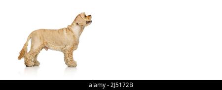 Volantino con ritratto di cane rosso pureinato di colore dorato, Cocker Spaniel isolato su sfondo bianco studio. Concetto di movimento, amore per gli animali domestici, vita animale, veterinario. Foto Stock