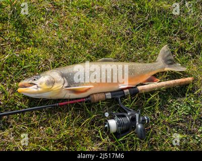 Grande trofeo di pesce artico char o charr, Salvelinus alpinus si trova sulla vegetazione verde vicino alla canna da pesca a mosca. Catturato in Lapponia lago Foto Stock