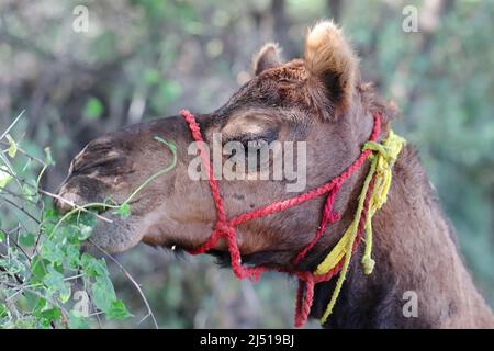 Primo piano foto di cammello mangiare foglie verdi nel campo, India Foto Stock