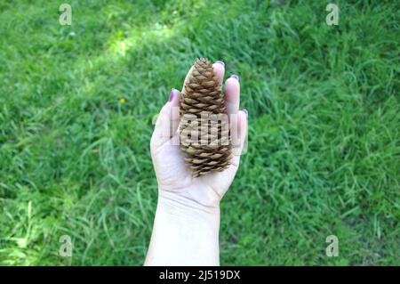 Le mani femminili che tengono i coni del pino in una glade.on della foresta la palma della vostra mano è Un cono del Fir. Primo piano di una mano di donna che tiene un Spruce o cono di pino Foto Stock