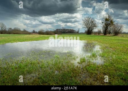 Acqua piovana su un prato verde, alberi e un cielo nuvoloso Foto Stock