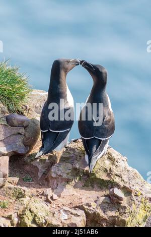 Razorbl, (Alca torda), Fowlsheugh, Aberdeenshire, Scozia, REGNO UNITO Foto Stock