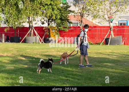 15 5 2021 giovane uomo con maschera a piedi due cani ion erba, West Kowloon Waterfront Promenade Park a Hong Kong Foto Stock