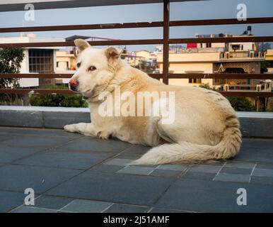 Uttarakhand, India - 15th febbraio 2022. Un cane pastore Himalayano domestico bianco seduto su un tetto e guardando la macchina fotografica. Foto Stock