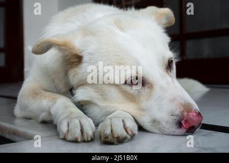 Un cane domestico bianco seduto triste su un portico. Foto Stock