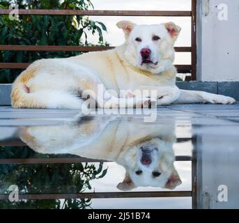 Un'immagine speculare di un cane bianco pastore himalayano che si riflette da una pozza d'acqua sul tetto Foto Stock