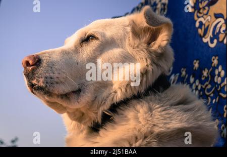 Uttarakhand, India - Febbraio 15th 2022. Un cane pastore himalayano domestico bianco seduto. Foto Stock