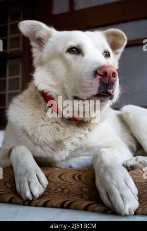 Uttarakhand, India - Febbraio 15th 2022. Un cane pastore himalayano domestico bianco seduto. Foto Stock