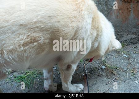 Un primo colpo di un cane himalayano bianco su una foglia che sniffa intorno. Foto Stock