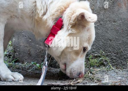 Un primo colpo di un cane himalayano bianco su una foglia che sniffa intorno. Foto Stock