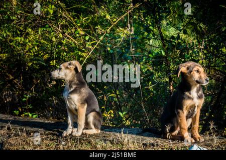 Due fratelli cuccioli che guardano nella macchina fotografica con la stessa postura in India in piedi su un campo di erba. Foto Stock