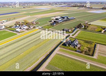 Fattorie di fiori nel bollenstreek, Paesi Bassi Foto Stock