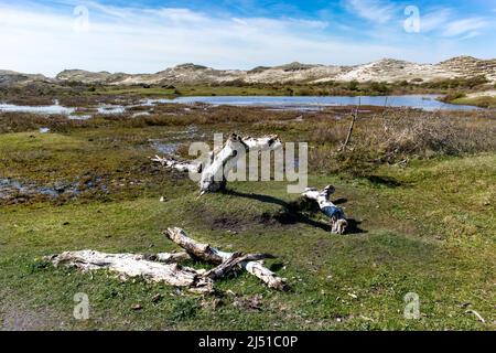 Paesaggio del parco nazionale Schoorlse Duinen, Paesi Bassi Foto Stock