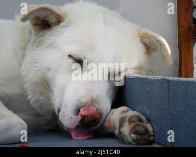 Primo piano di un cane da notte bianco pastore Himalayano in una famiglia indiana. Foto Stock