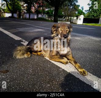 Primo piano di un cane di strada marrone scuro che riposa in una posizione meditativa in India. Foto Stock