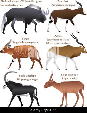 Raccolta di diverse specie di antilopi a colori: Black wildebeest, bontebok, bongo, addax, antilope dello Sci, antilope di saiga Illustrazione Vettoriale