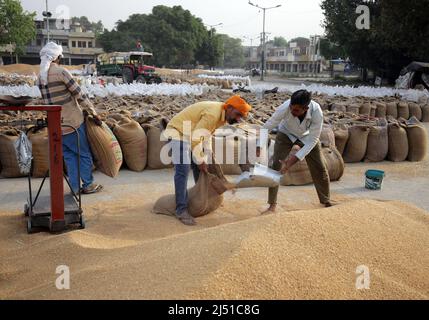 Punjab. 19th Apr 2022. I lavoratori riempiono i sacchi di grano in un mercato nel distretto di Amritsar dello stato del Punjab settentrionale dell'India, 19 aprile 2022. Credit: Str/Xinhua/Alamy Live News Foto Stock