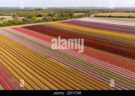 Un campo di tulipani a colori vicino a King's Lynn in Norfolk come tulipano coltivatore Mark Eves apre il campo al pubblico da Giovedi con tutti i fondi raccolti andando a beneficenza locale il Norfolk Hospice Tatting House. L'anno scorso, l'evento esaurito ha attirato oltre 6.000 visitatori da tutto il Regno Unito e si prevede che quest'anno sarà ancora più popolare. Data foto: Martedì 19 aprile 2022. Foto Stock