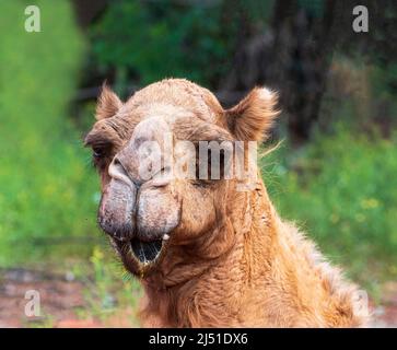 Testa anteriore di un cammello addomesticato con bocca aperta, Australia Occidentale, WA, Australia Foto Stock