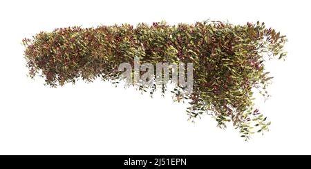 Illustrazione 3D arrampicata piante creepers isolato su sfondo bianco Foto Stock