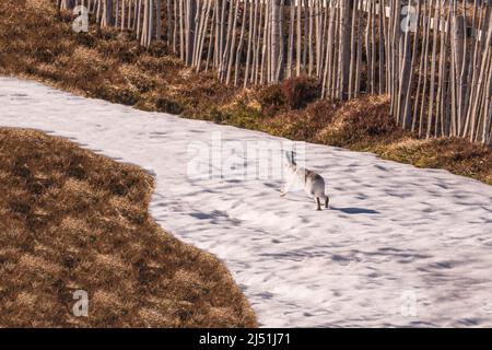 Lepre di montagna (Lepus timidus) anche conosciuto come la lepre blu, Cairngorms National Park Perthshire Scotland UK. Marzo 2022 Foto Stock