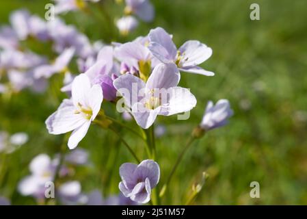 Macro primo piano di fiori di cucù o di mock di Lady (Cardamine pratensis), noto anche come mayflower o munghili. Spazio di copia. Foto Stock