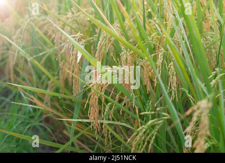 Campi di riso - dettagli ravvicinati delle piante di risaia nei campi, risaie pronte per essere raccolte, ampie risaie Foto Stock