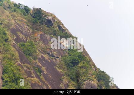 collina di capre nel quartiere Copacabana a Rio de Janeiro. Foto Stock