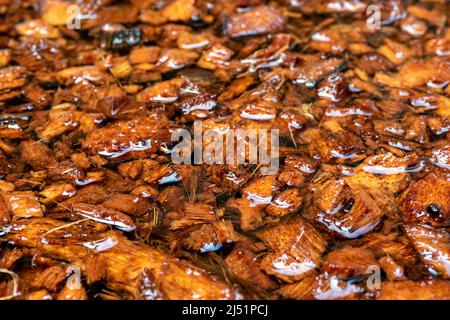 Bucce di cocco tritate imbevute in acqua per preparare per uso come materiale di piantatura Foto Stock