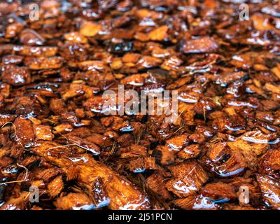 Bucce di cocco tritate imbevute in acqua per preparare per uso come materiale di piantatura Foto Stock