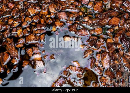 Bucce di cocco tritate imbevute in acqua per preparare per uso come materiale di piantatura Foto Stock