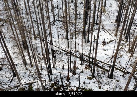 Una vista aerea mostra una foresta innevata dell'Oregon settentrionale che è stata recentemente danneggiata da un incendio nella foresta. Foto Stock