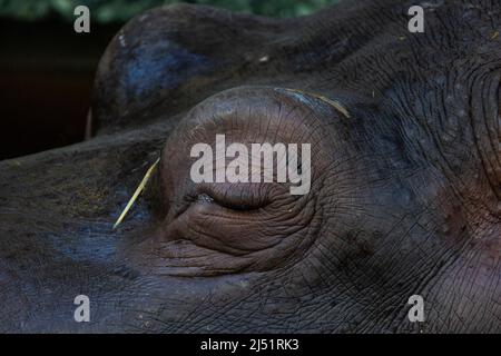 Primo piano degli occhi dell'ippopotamo, Ippopotamo che galleggia sull'acqua. Animale e natura. Foto di alta qualità Foto Stock