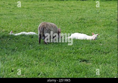 Niente come l'amicizia. Due canguri stanno riposando in compagnia di un ariete, ma non si sentono imbarazzati dalla sua presenza Foto Stock