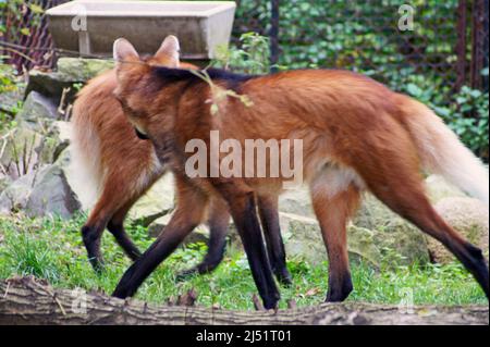 Balli wolves.The lupi ballano perché si muovono laterale ambling gait. Il lupo Maned è una specie insolita intermedia tra il lupo e la volpe. Foto Stock