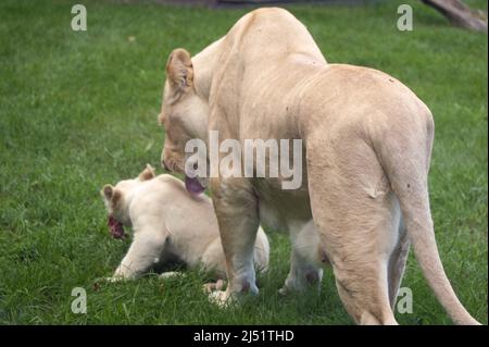 Amore materno. I leoni bianchi Timbavati presto esisteranno appena nello zoo becaue di bracconaggio e gov coruption.They ottenere prezzi enormi sul mercato nero. Foto Stock