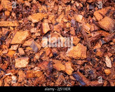 Bucce di cocco tritate per uso come materiale di piantatura Foto Stock