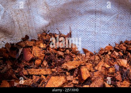 Bucce di cocco tritate per uso come materiale di piantatura Foto Stock