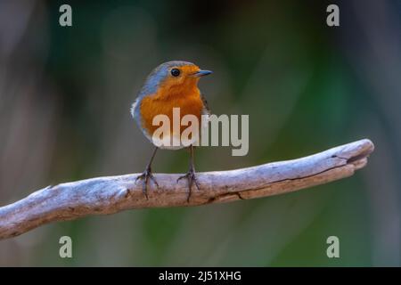 Redbreast (Erithacus rubecula ) Foto Stock