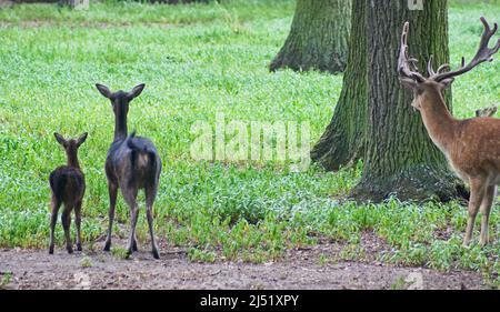 Famiglia dei cervi. Stag con doe e hart. Il giovane celibe ereditò il melanismo dalla madre. Una visione rara e, purtroppo, un trofeo molto prezioso. Foto Stock